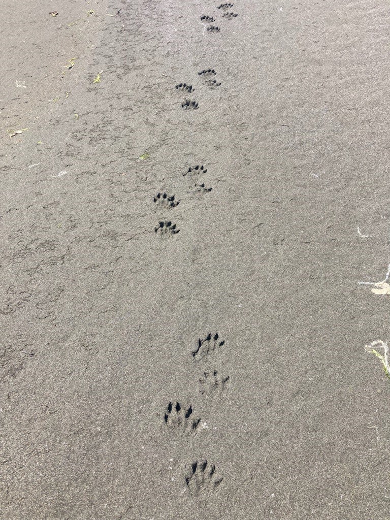 River Otter gait