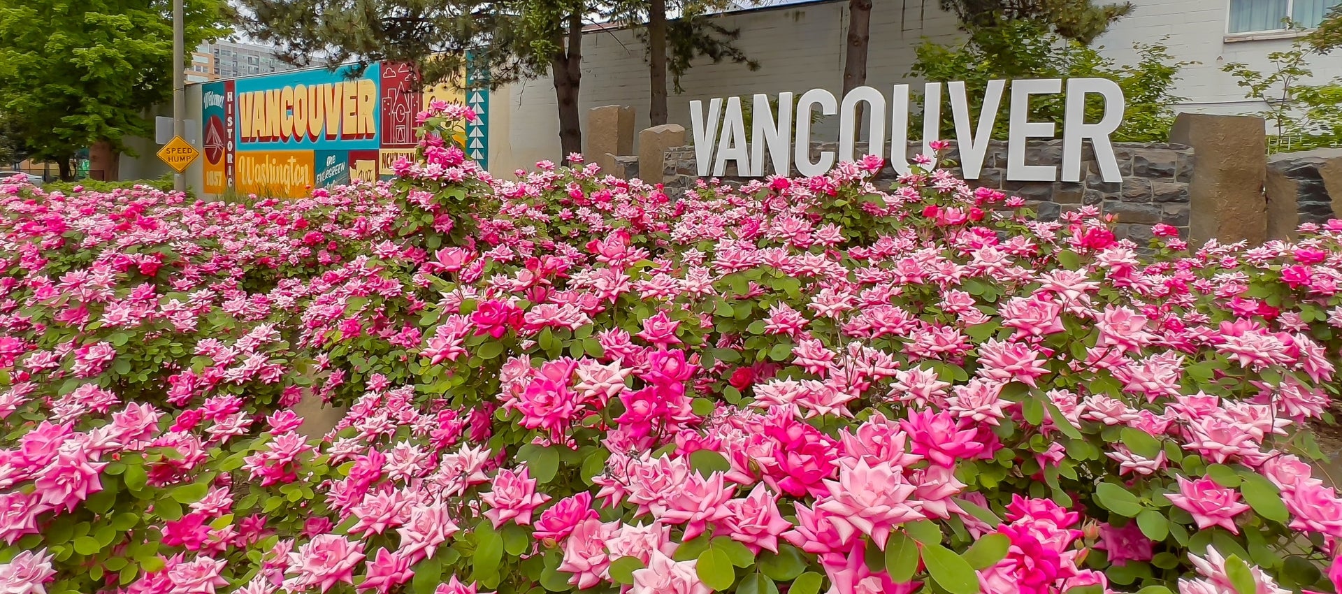 Vancouver welcome sign on 6th Street downtown with pink flowers in bloom