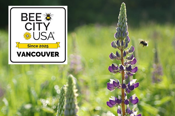 Bee on lupine photo with an overlay of the Bee City USA Vancouver emblem