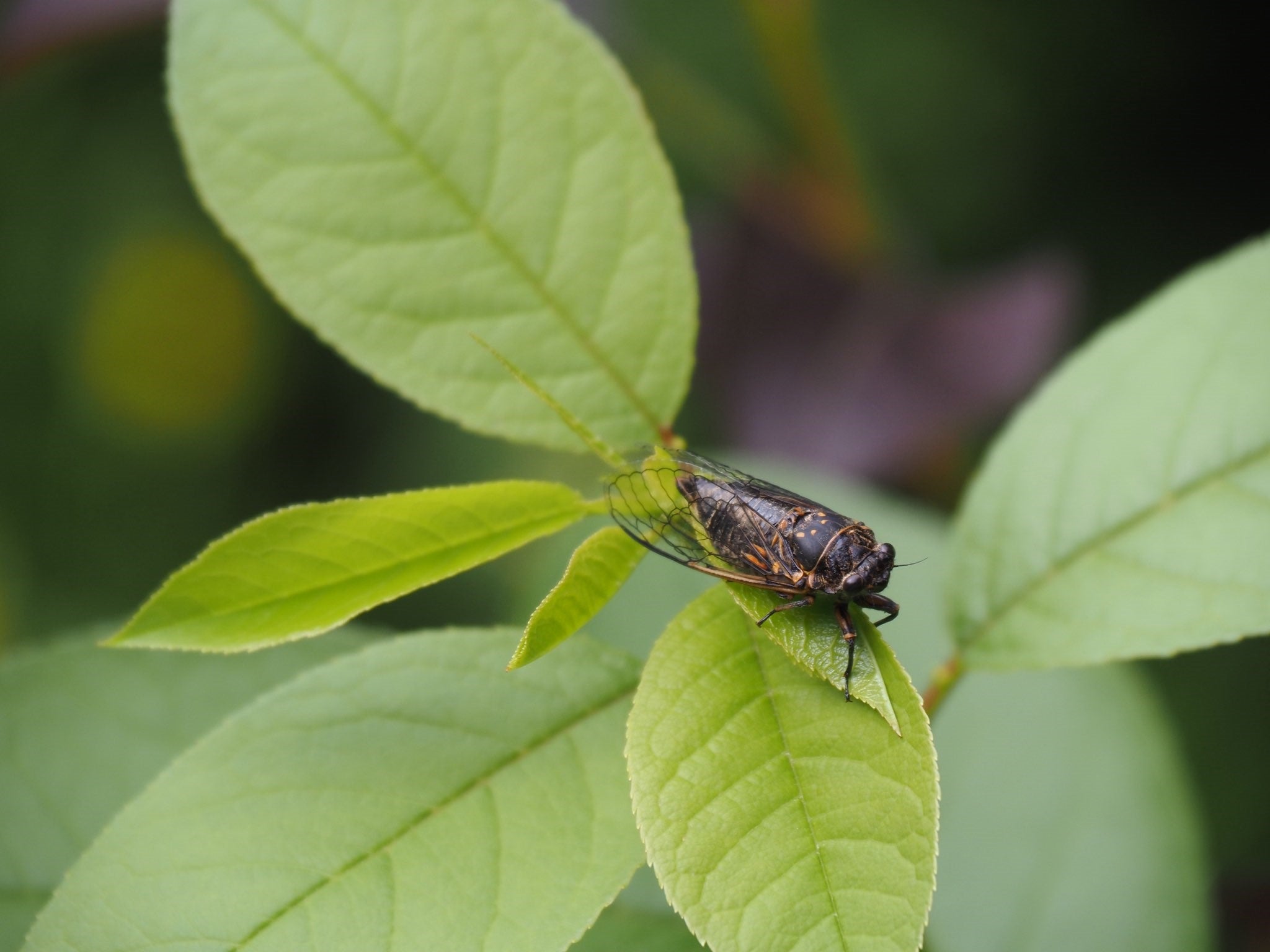 Cicada insect on leaf
