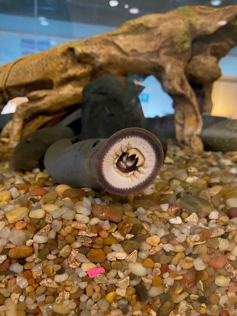 Pacific lamprey in aquarium tank