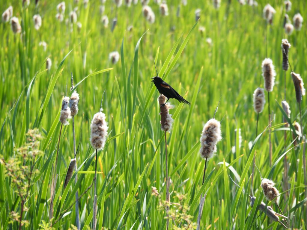 Red-winged blackbird singing on cattails