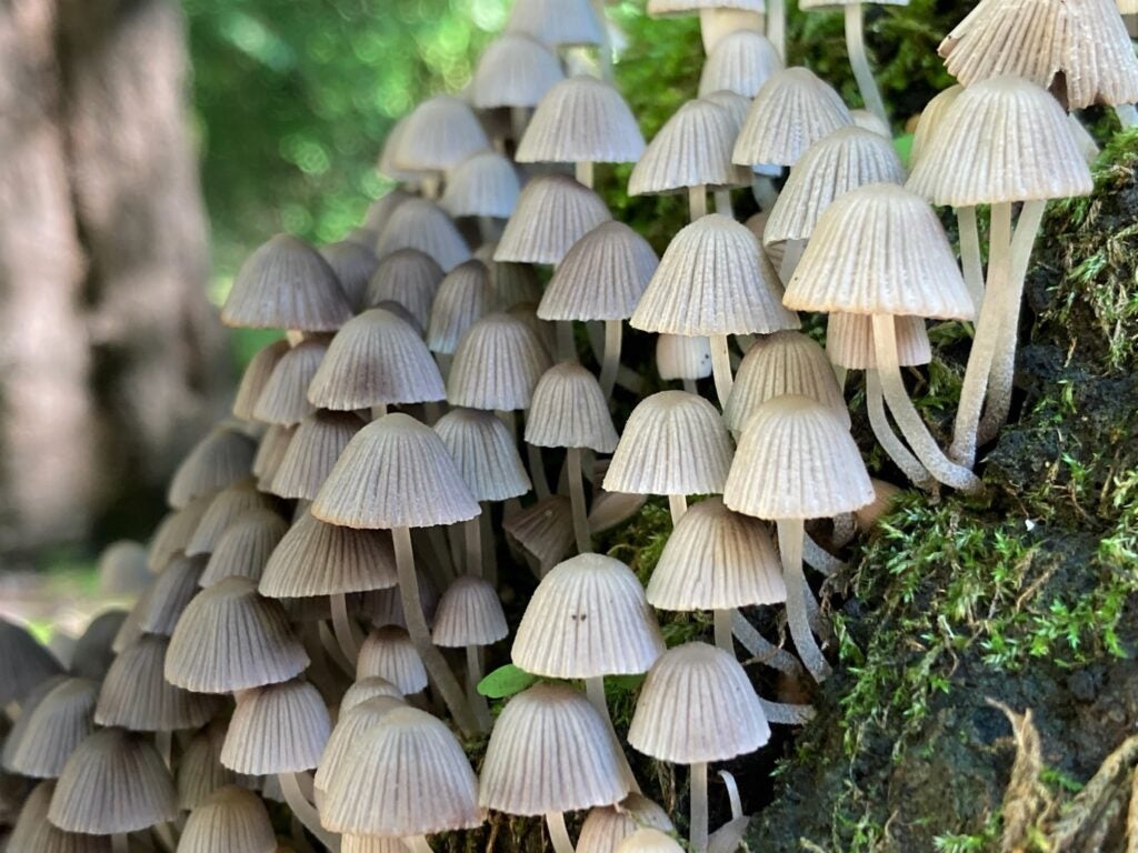 Cluster of mushrooms growing on a tree