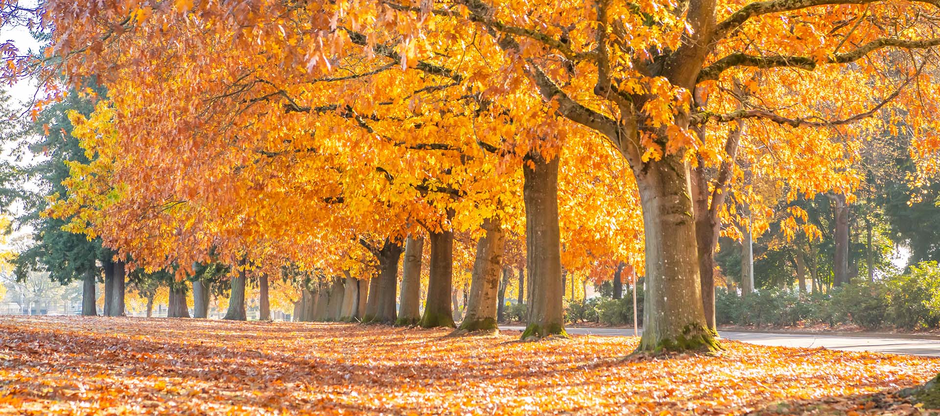 Row of street trees showing Fall leaves that are changing color