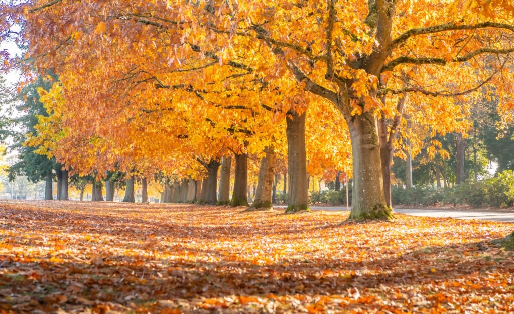 Row of large oak trees with orange fall leaves.