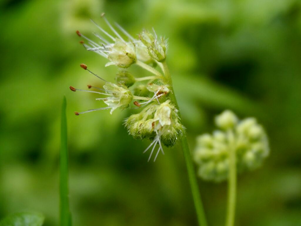 Pacific waterleaf in flower