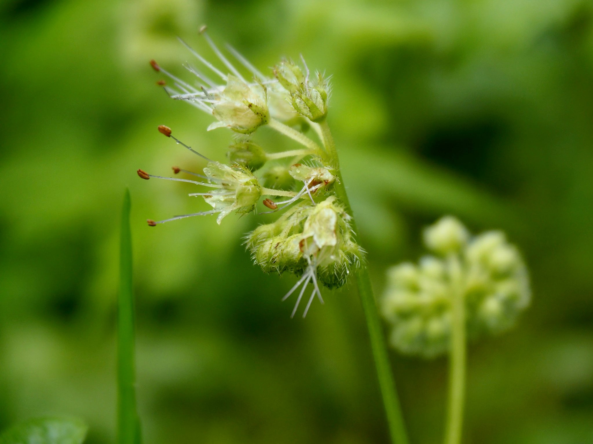 Pollinator Gardening for Shaded Areas