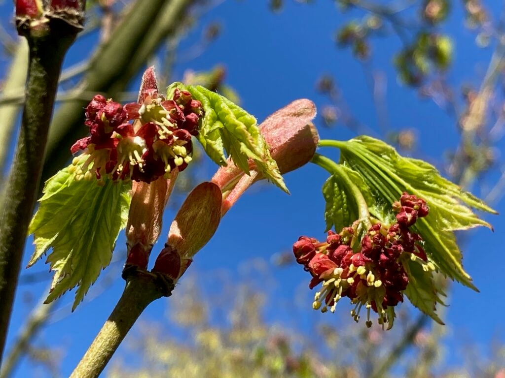 Vine maple in flower