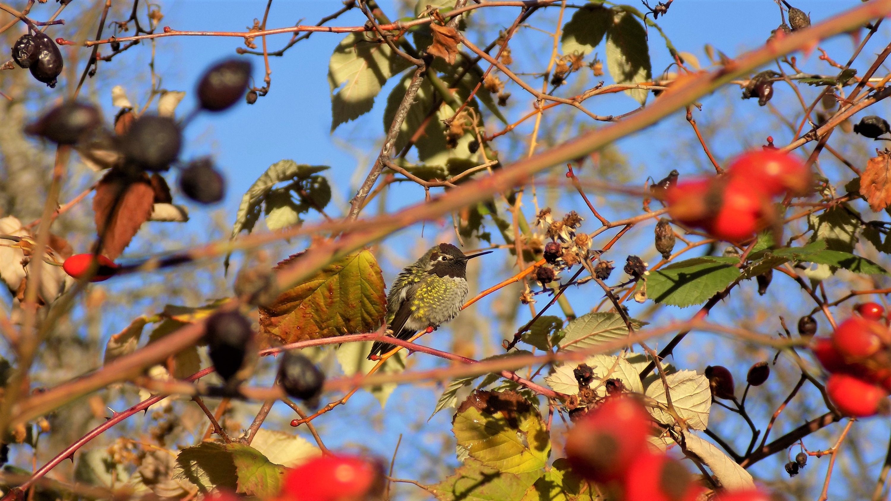 Male Anna's Hummingbird sitting on winter twig of rose bush.