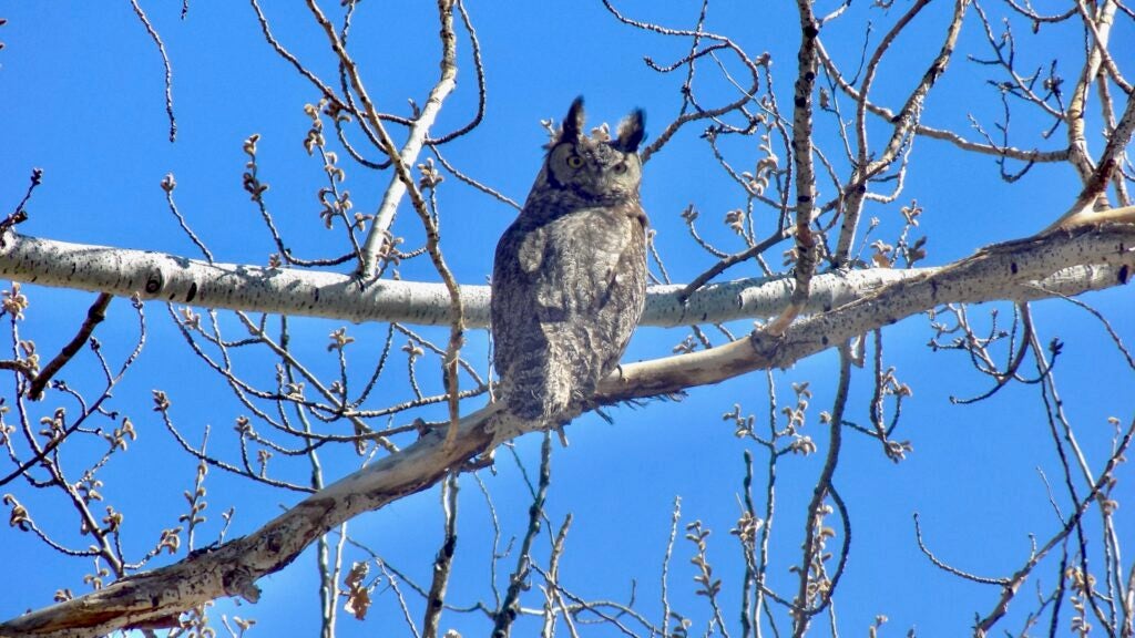 Great Horned Owl against a blue winter sky