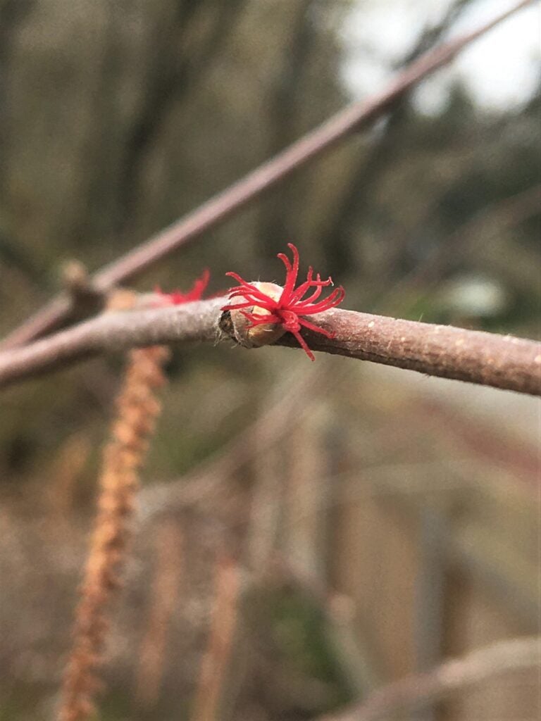 Beaked hazelnut tree with red pistils flowering