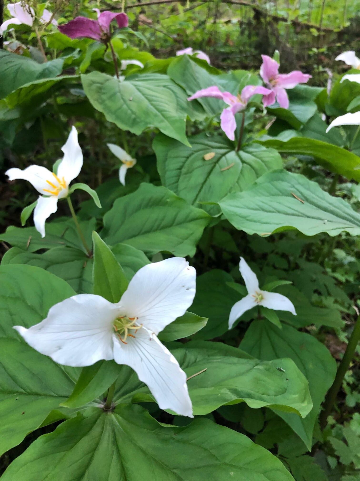 Trillium flowers bloom in a local forest