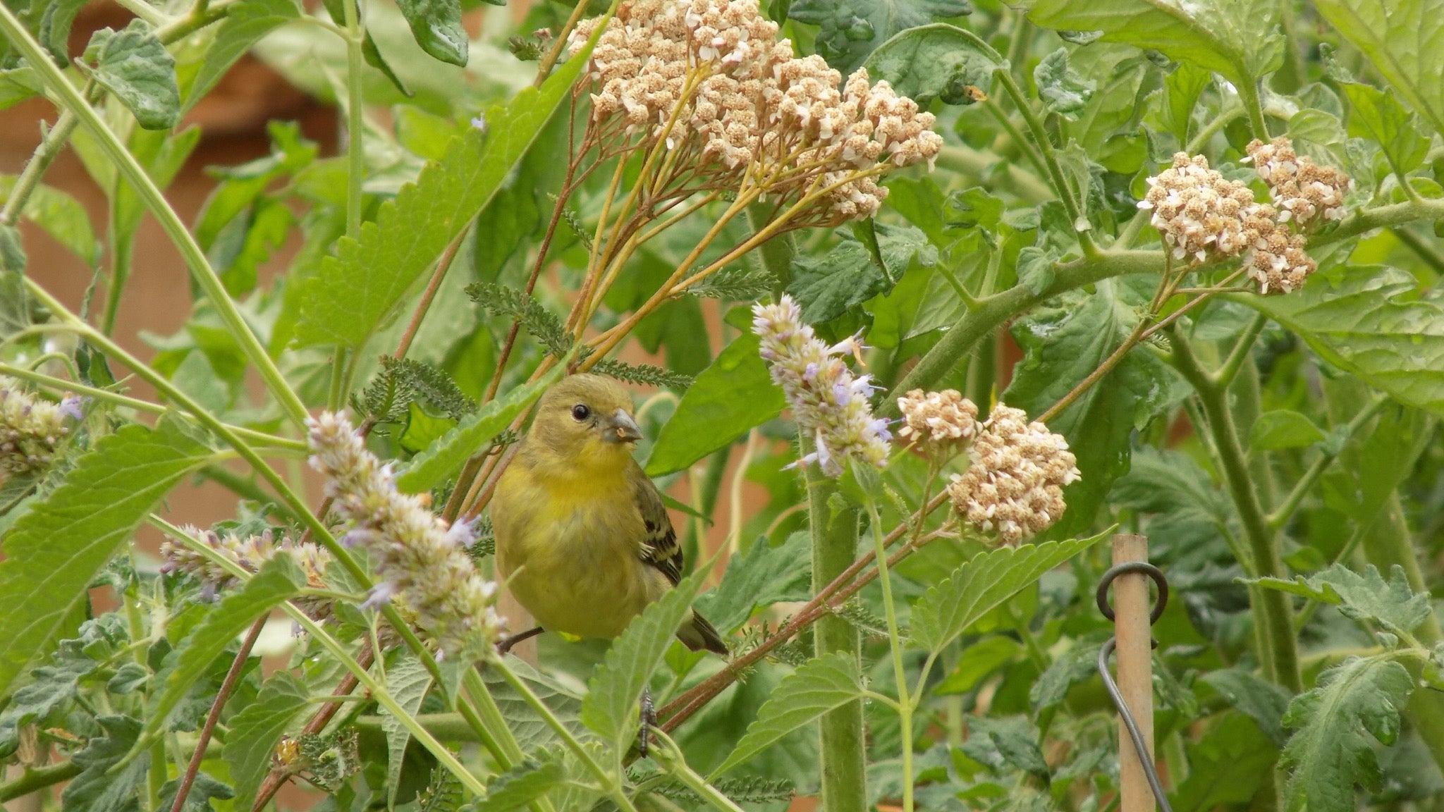 Lesser Goldfinch bird eating seed from a flower head.