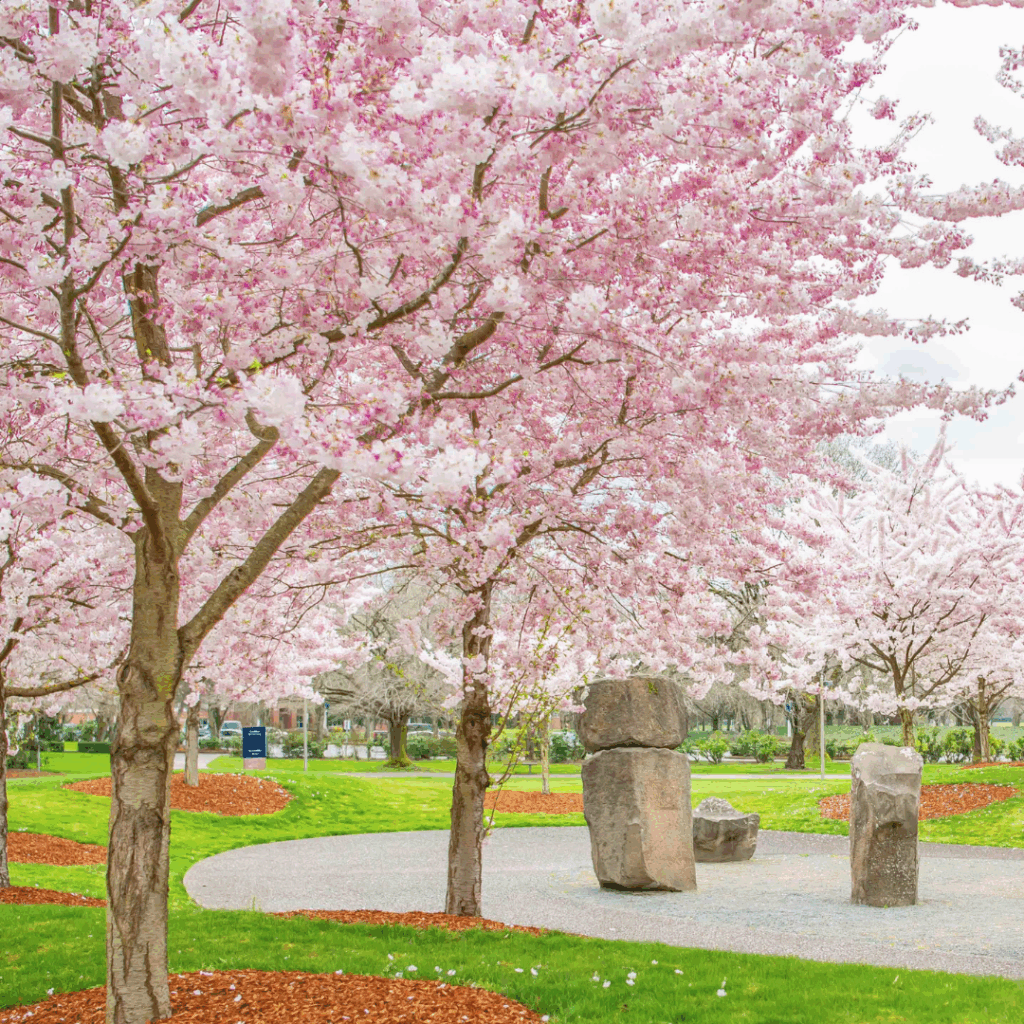 Cherry trees with pink blossoms.