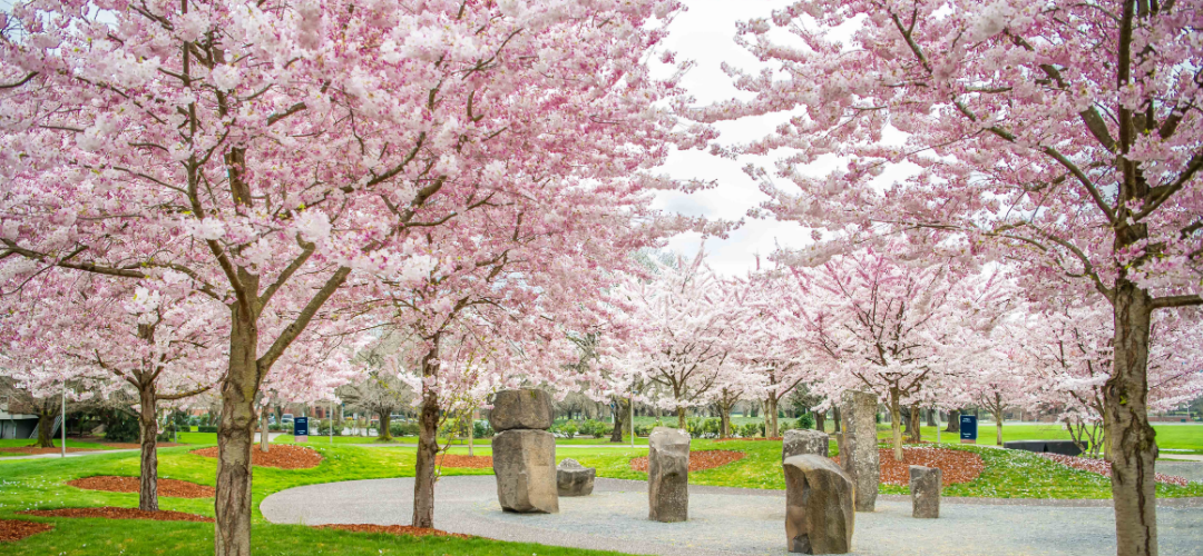 Sakuras in bloom at Clark College.