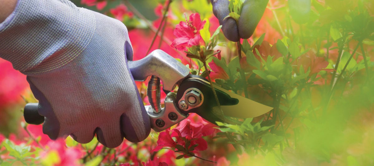 Hand with pruning sheers cutting back a limb on a bush