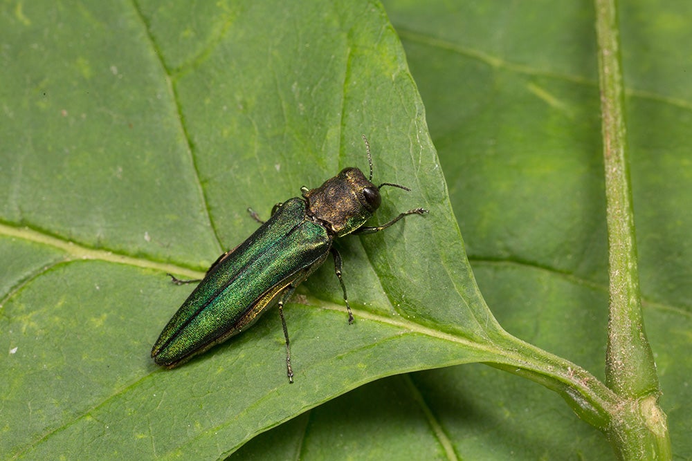 Emerald ash borer on a leaf