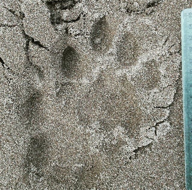 Mountain lion track showing two feet on top of each other, with a ruler.