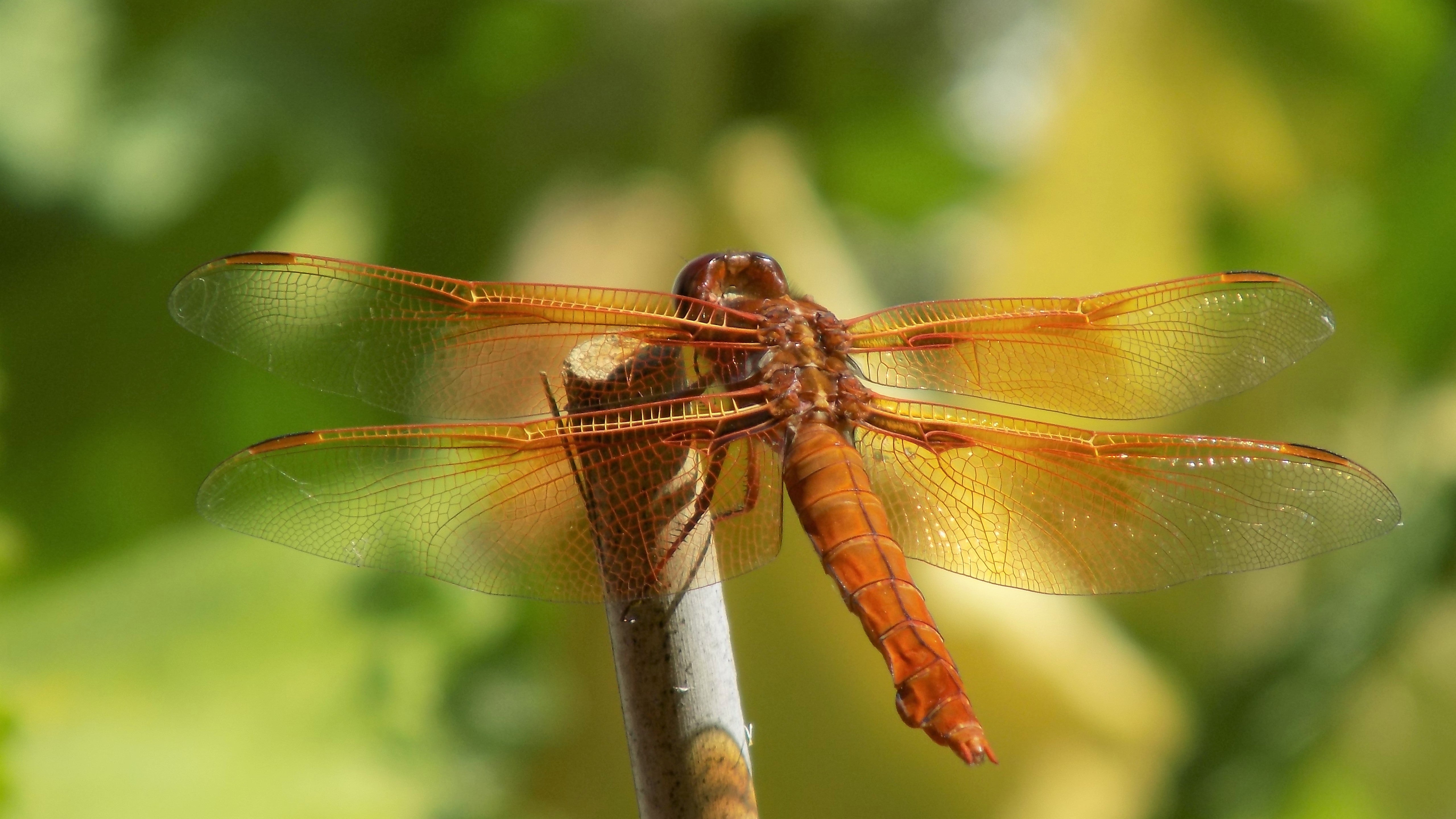 Red Dragonfly with wings spread
