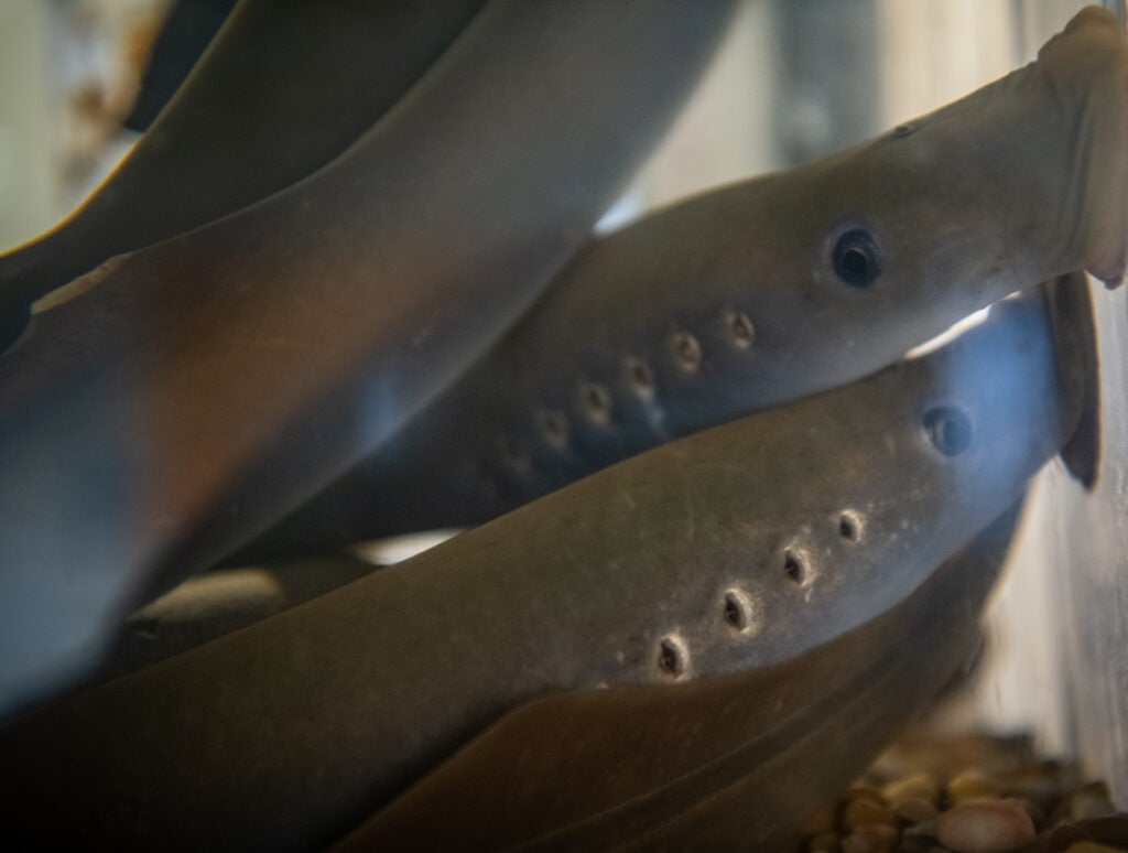 Pacific lamprey, showing gills and suction mouth.