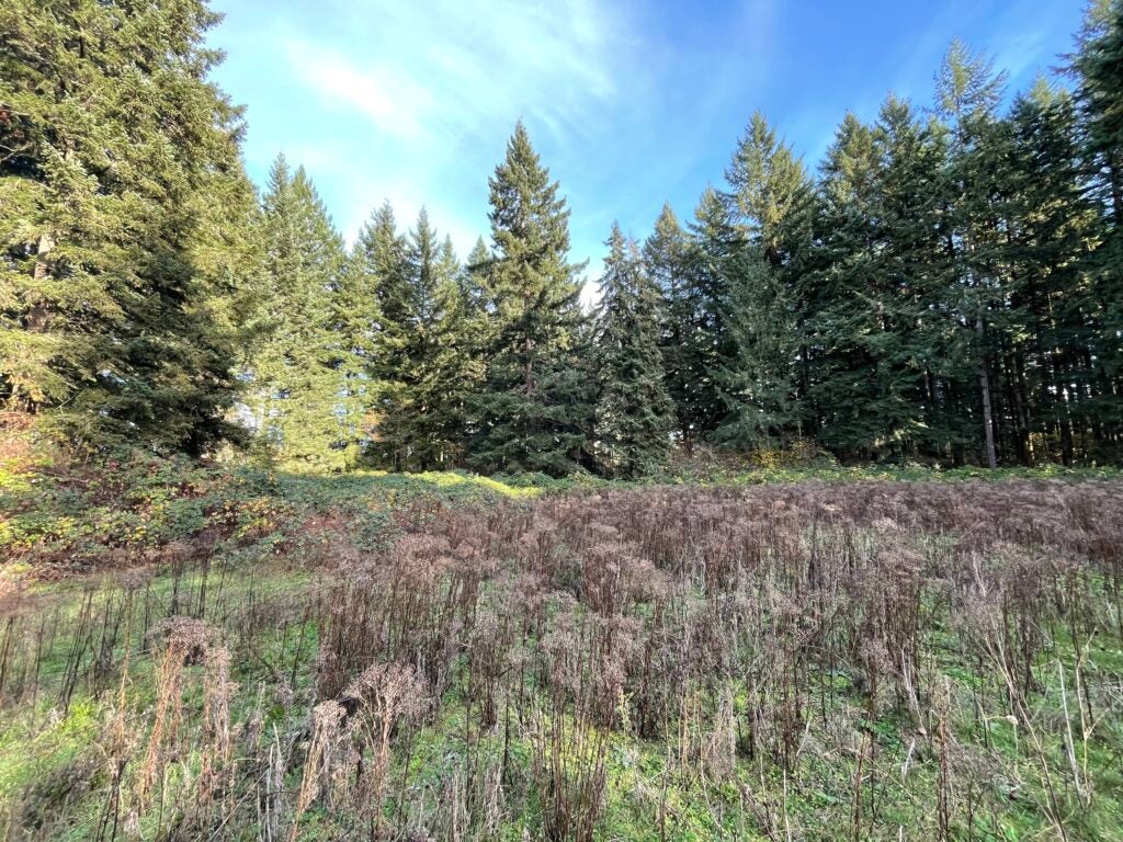 A meadow clearing surrounded by tall evergreen trees.