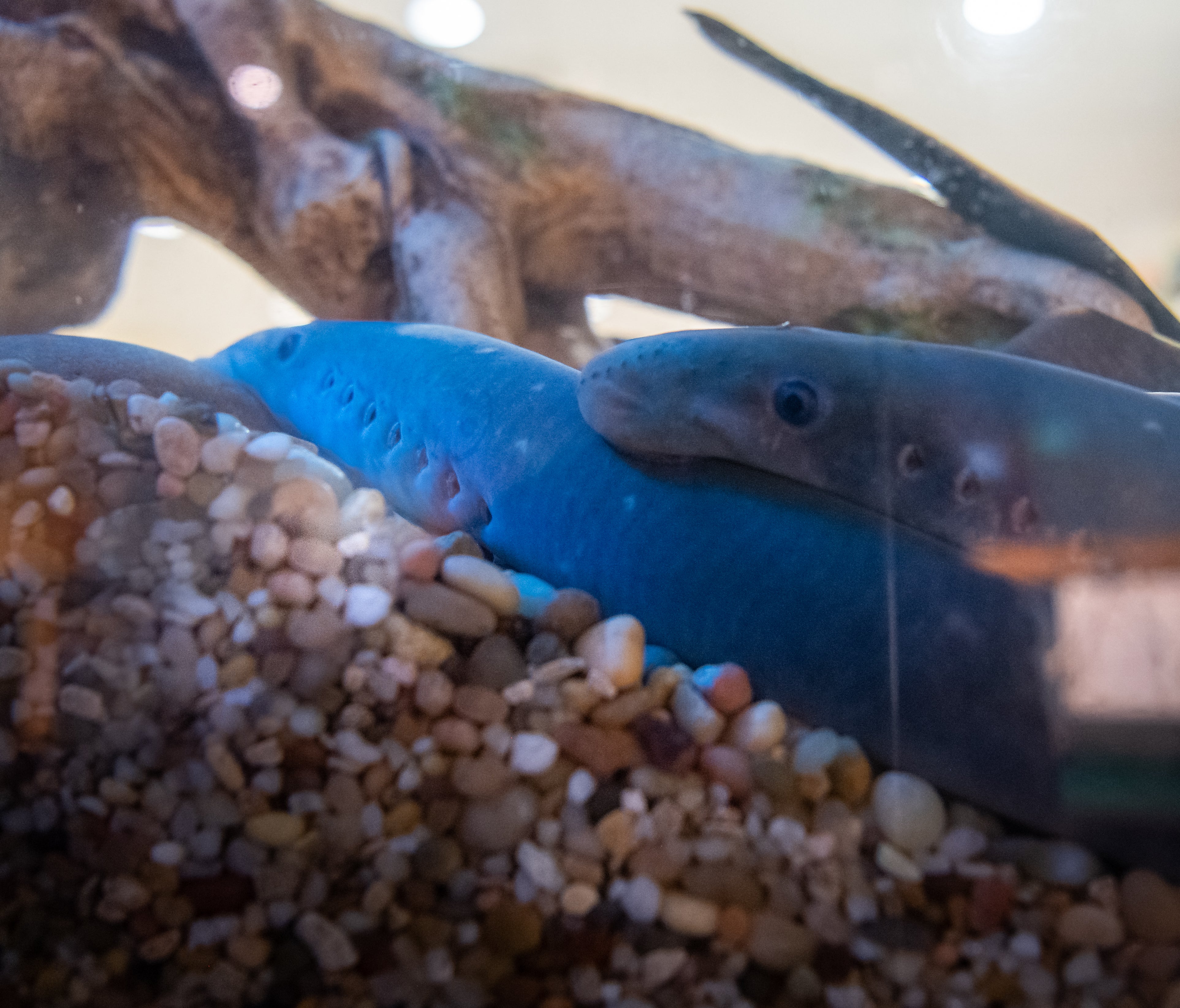 Two Pacific Lamprey in a fish tank at the Water Center.
