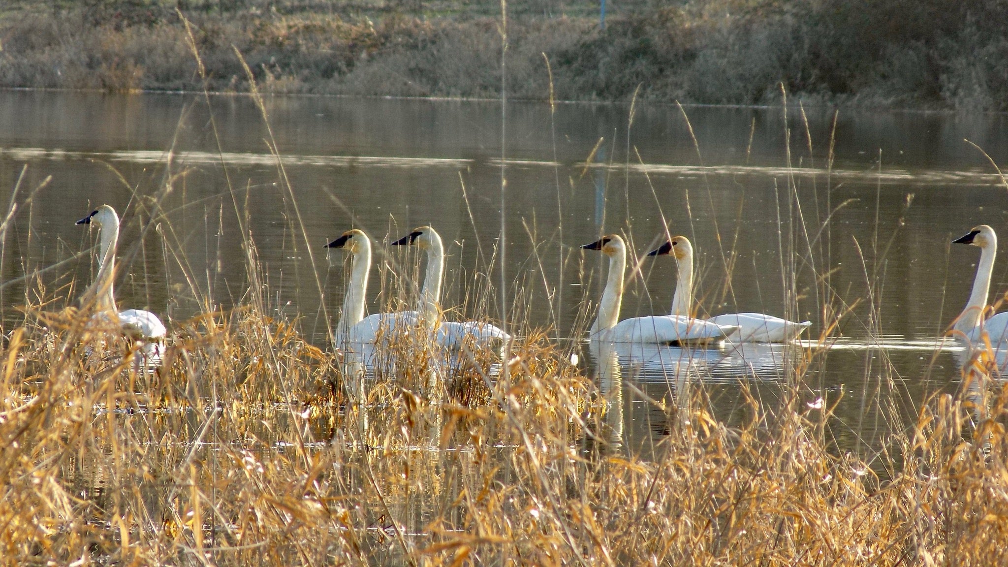 Trumpeter Swans swimming at Ridgefield National Wildlife Refuge.