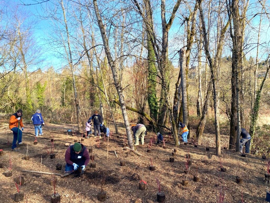 Volunteers planting small plants in a wetland area.