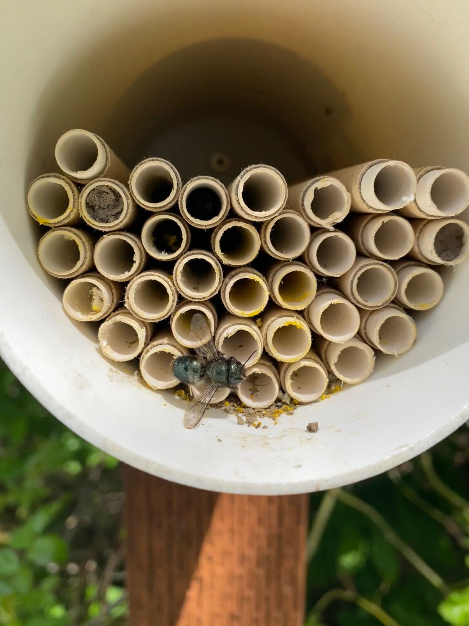 Mason Bee on a nesting tube in a garden.