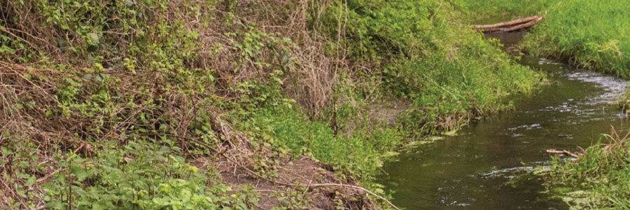 Forest, stream and bank