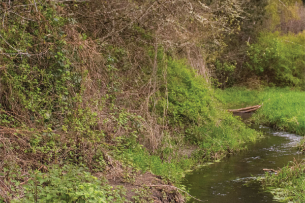 Forest, stream and bank